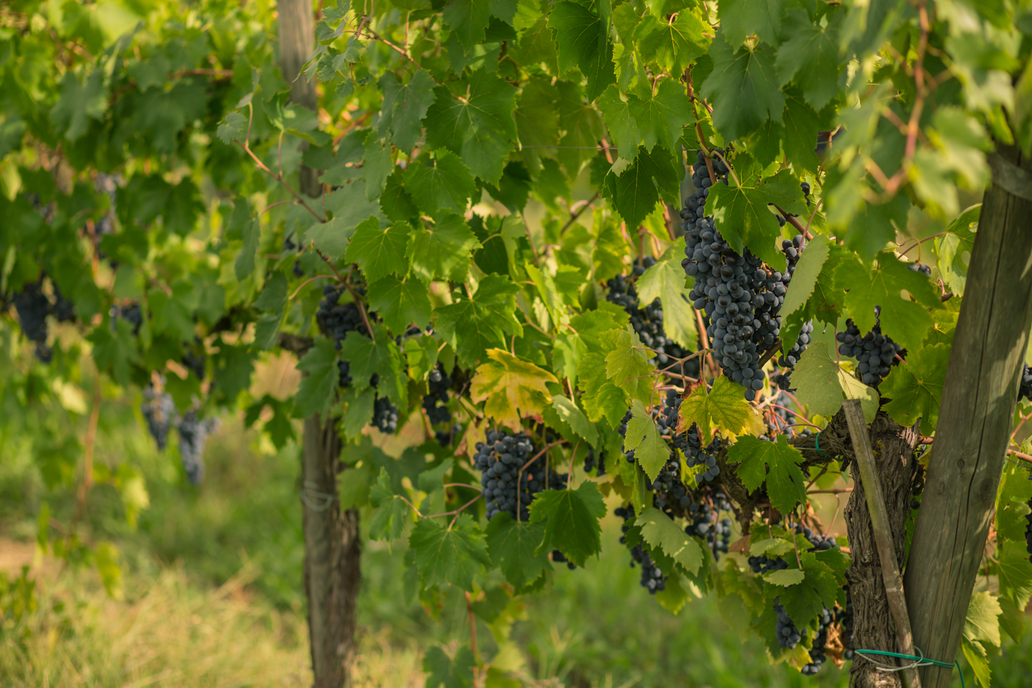 Degustazione vini San Gimignano – grappoli di uva rossa in vigna